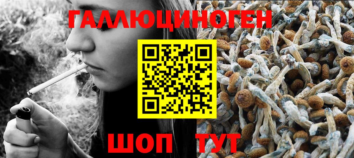 Галлюциногенные грибы Psilocybine cubensis  Вход с VPN  Псилоцибиновые грибы мицелий  Шебекино 